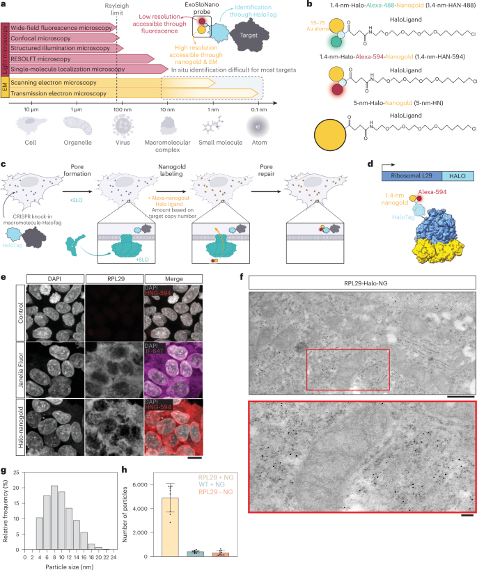 Fig. 1: Nanogold probes and room-temperature TEM.