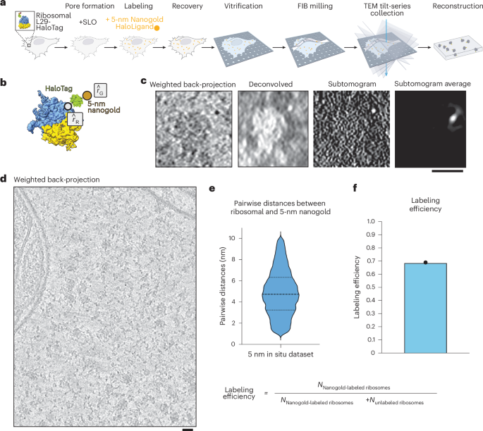 Fig. 2: Cellular cryo-ET of 5-nm-HN-labeled ribosome.