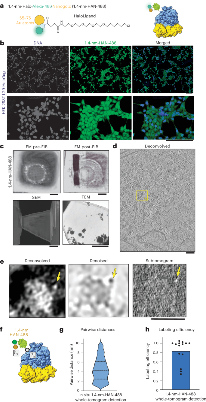 Fig. 3: Ribosomal labeling with 1.4-nm-HAN-488.