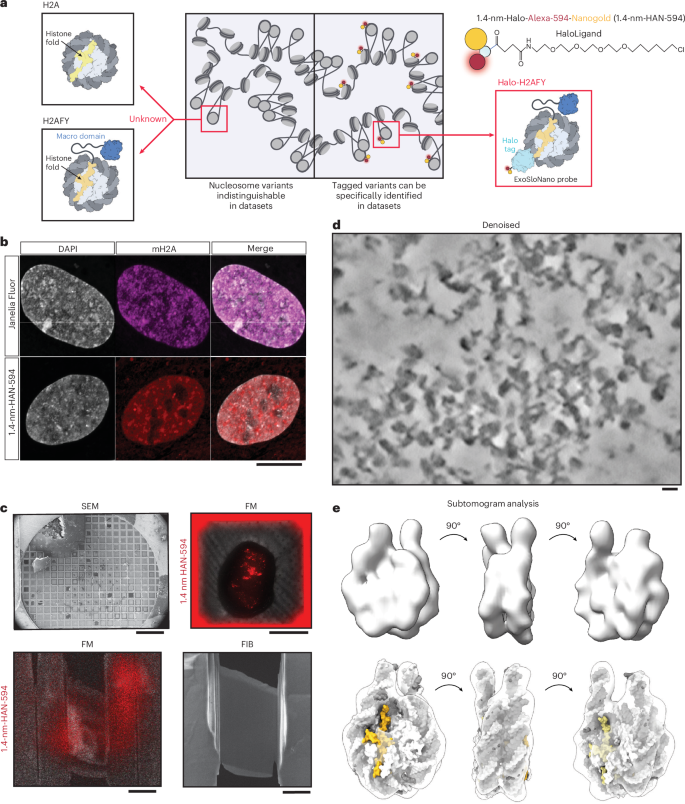 Fig. 4: Nuclear delivery of 1.4-nm-HAN-594 to target heterochromatin.