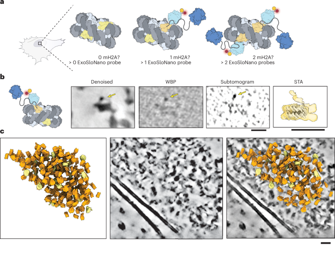 Fig. 5: Identifying mH2A-nucleosomes from in situ cryo-ET data.