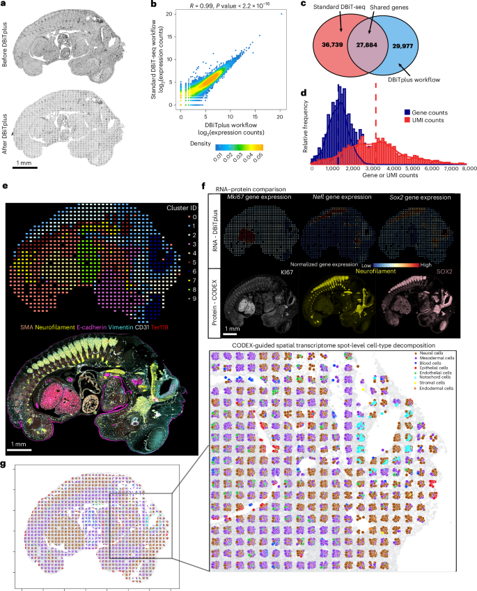 Fig. 2: DBiTplus performance and spatial multi-omic analysis of FFPE mouse embryo.