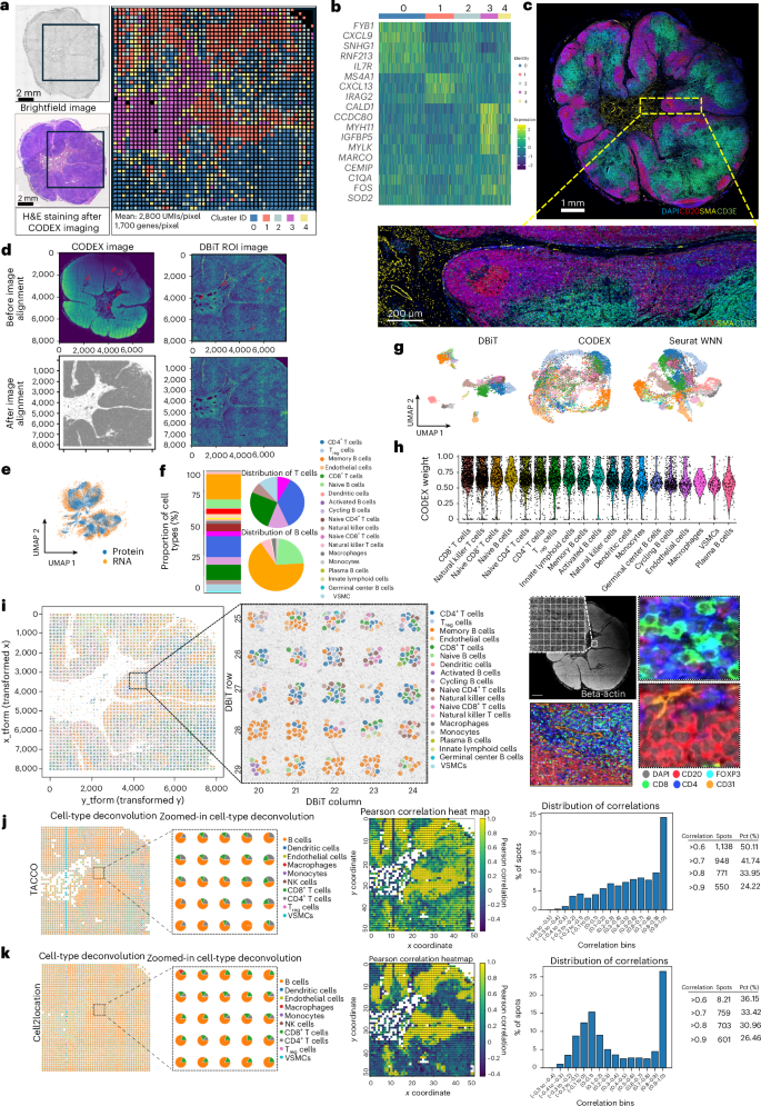 Fig. 3: Spatial multi-omic profiling of FFPE human lymph node tissue section.