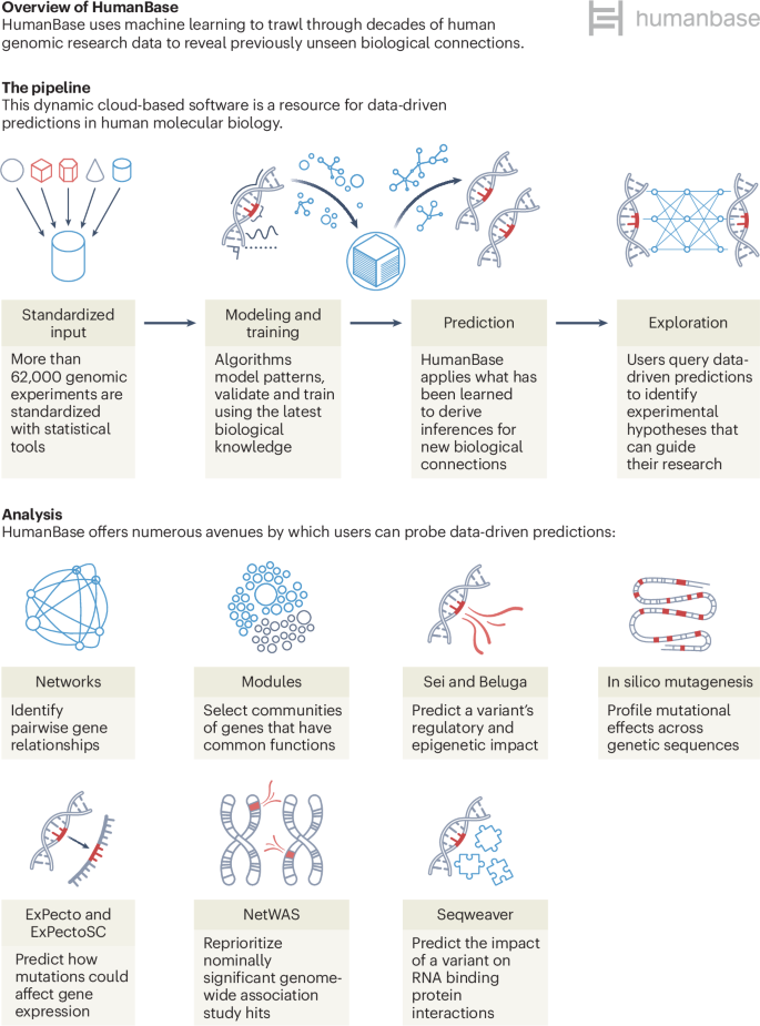 HumanBase: an interactive AI platform for human biology | Nature Methods