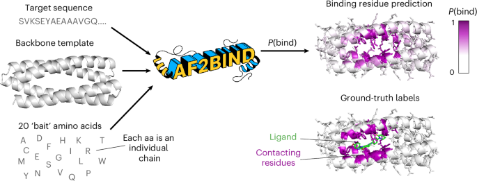 Fig. 1: AF2BIND uses features from AlphaFold2 to predict small-molecule-binding residues in a target protein.