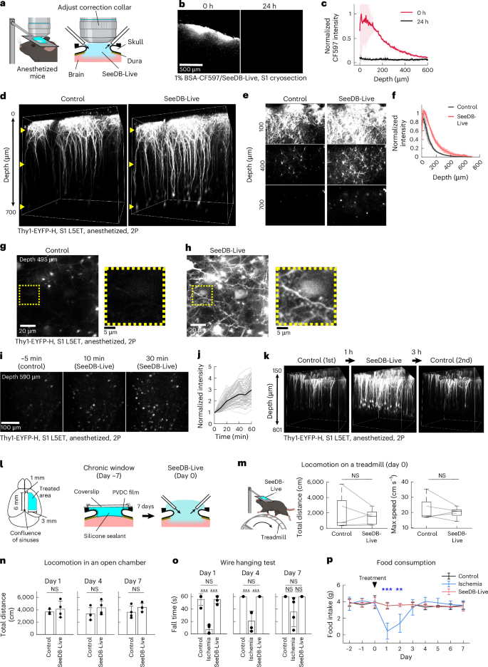 Fig. 4: Optical clearing of the mouse brain in vivo with minimal toxicity.