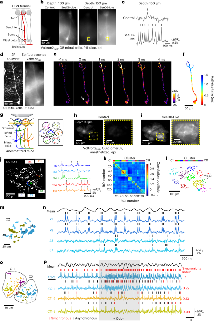Fig. 6: Epifluorescence voltage imaging with SeeDB-Live ex vivo and in vivo.
