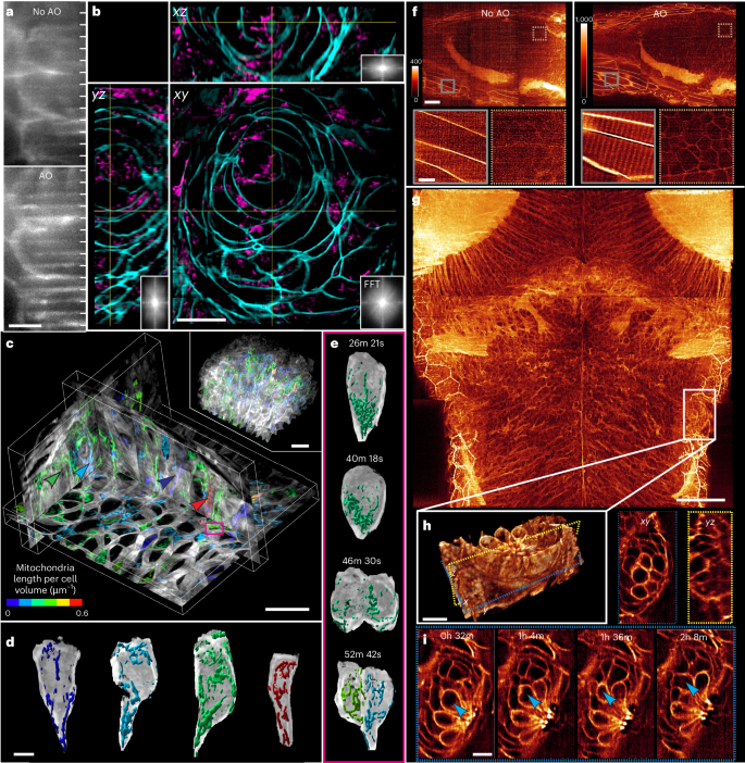 Fig. 5: Super-resolution imaging in vivo.