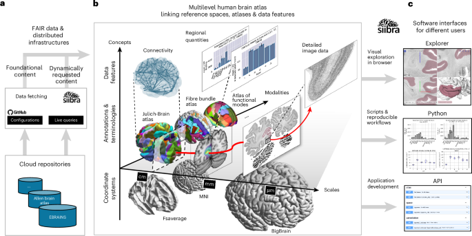 Fig. 1: The siibra tool suite implements a Multilevel Human Brain Atlas from complex, multiscale data resources.
