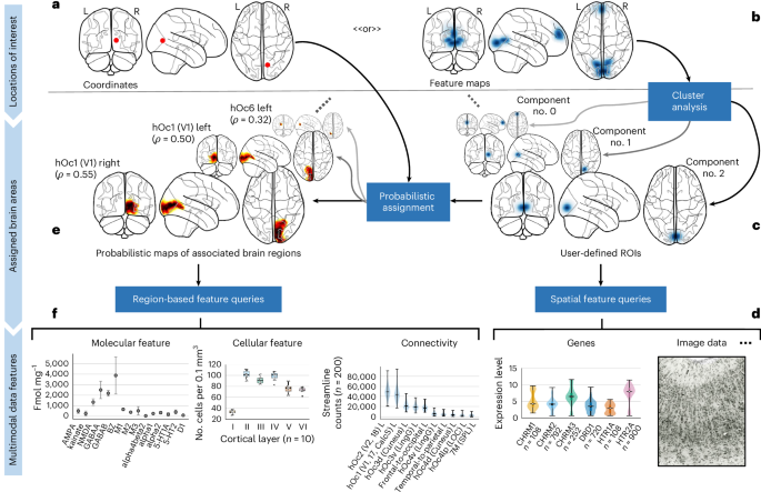 Fig. 3: Anatomical characterization and multimodal profiling of regions of interest.