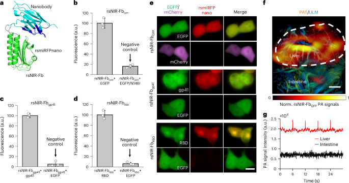 Figure 6, Oliinyk et al., Nature Methods 2026