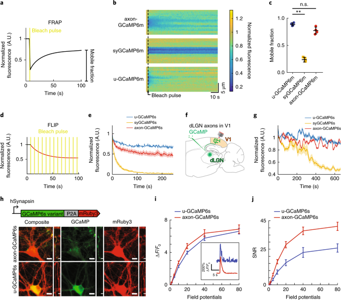 In Vivo Measurement Of Afferent Activity With Axon Specific