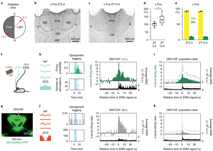 A Highly Collateralized Thalamic Cell Type With Arousal Predicting Activity Serves As A Key Hub For Graded State Transitions In The Forebrain Nature Neuroscience