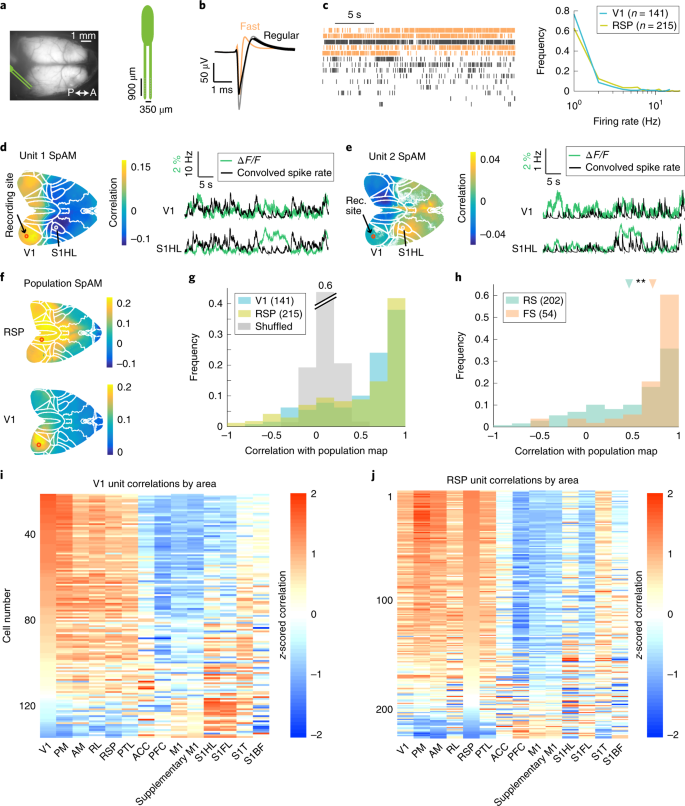 Locomotion Dependent Reming Of Distributed Cortical Networks Figure1