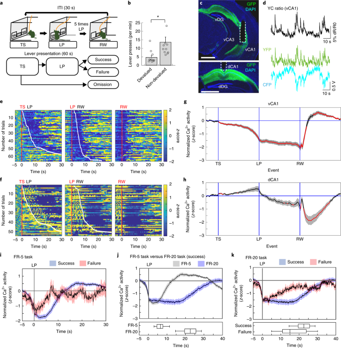 Serotonin Mediated Inhibition Of Ventral Hippocampus Is Required For Sustained Goal Directed Behavior Nature Neuroscience Serotonin Mediated Inhibition Of Ventral Hippocampus Is Required For Sustained Goal Directed Behavior Nature Neuroscience