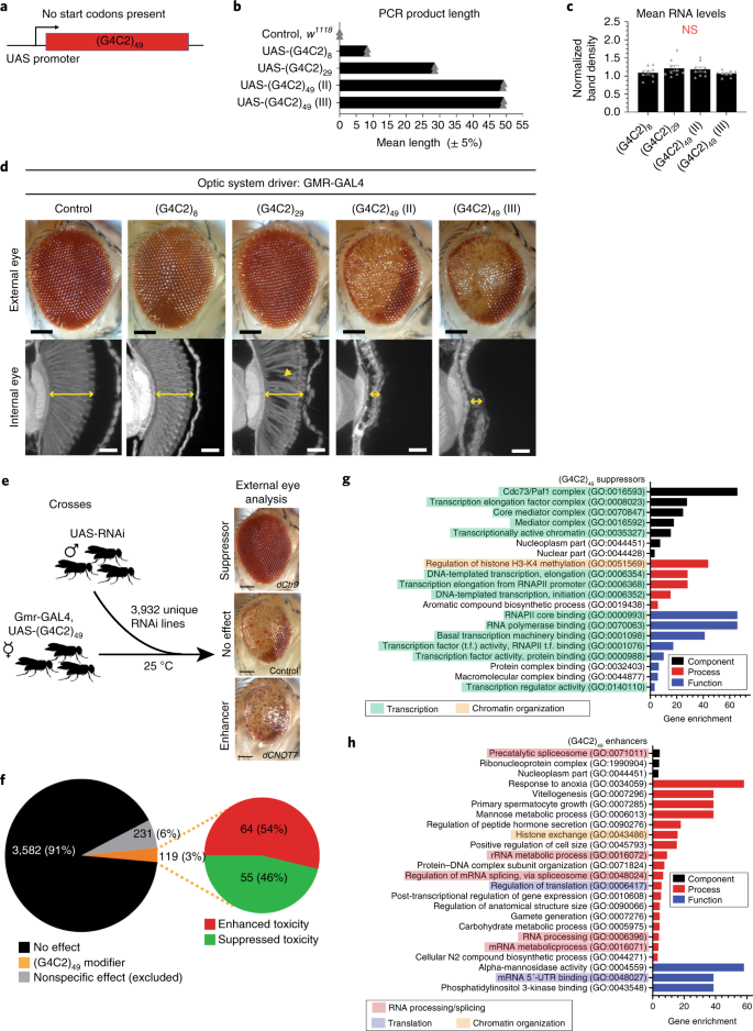 Toxic expanded GGGGCC repeat transcription is mediated by the PAF1 complex  in C9orf72-associated FTD | Nature Neuroscience