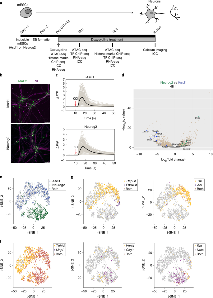 Proneural Factors Ascl1 And Neurog2 Contribute To Neuronal Subtype Identities By Establishing Distinct Chromatin Landscapes Nature Neuroscience