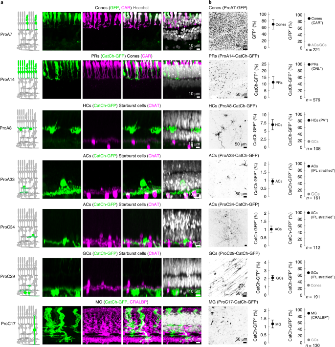 Targeting Neuronal And Glial Cell Types With Synthetic Promoter vs In Mice Non Human Primates And Humans Nature Neuroscience Targeting Neuronal And Glial Cell Types With Synthetic Promoter vs In Mice Non Human Primates And Humans Nature Neuroscience