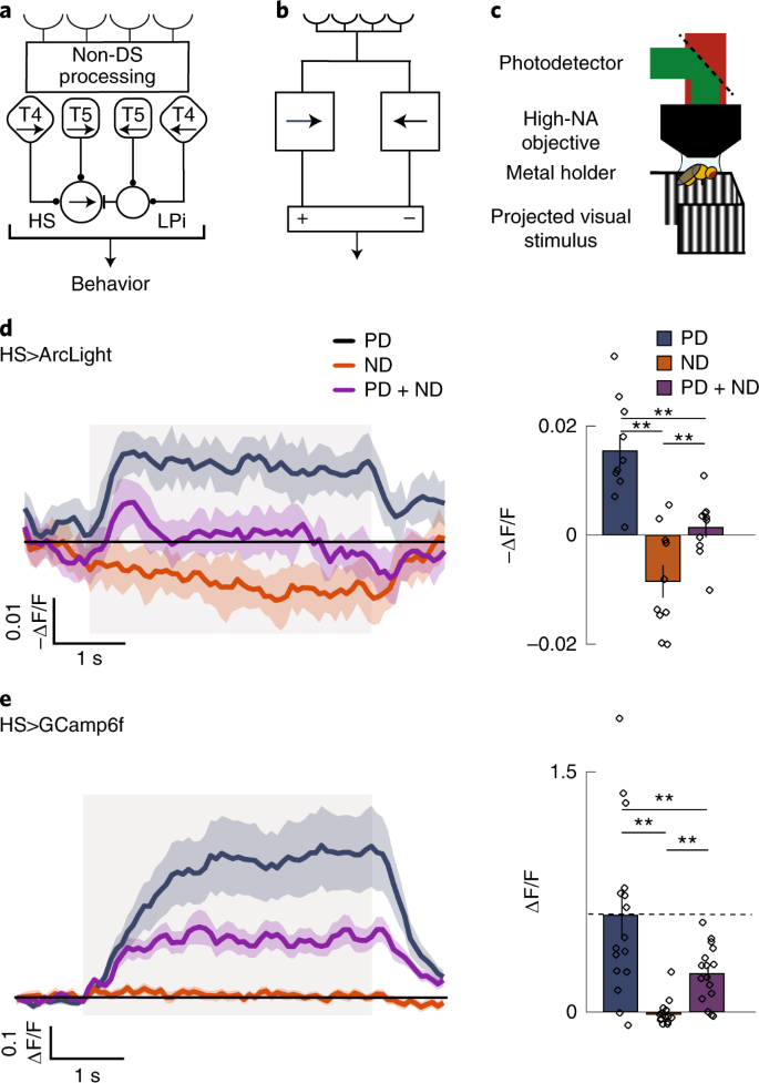 Dynamic Nonlinearities Enable Direction Opponency In Drosophila Elementary Motion Detectors Nature Neuroscience Dynamic Nonlinearities Enable Direction Opponency In Drosophila Elementary Motion Detectors Nature Neuroscience