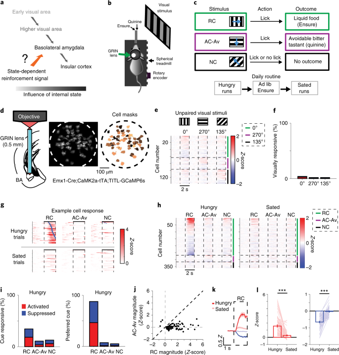 State Specific Gating Of Salient Cues By Midbrain Dopaminergic Input To Basal Amygdala Nature Neuroscience