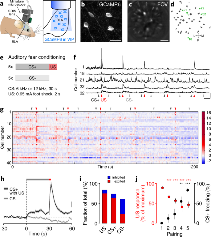 Adaptive disinhibitory gating by VIP permits associative learning |