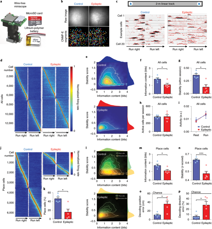 Breakdown of spatial coding and interneuron synchronization in epileptic  mice | Nature Neuroscience