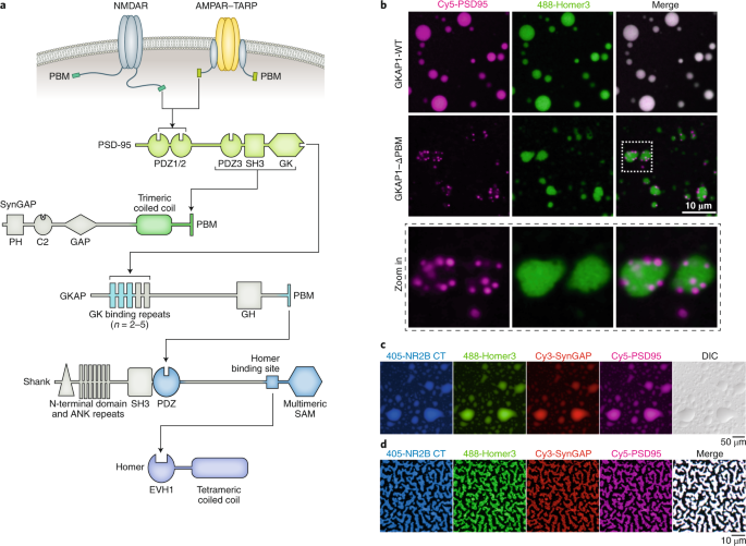 Phase Separation At The Synapse Nature Neuroscience