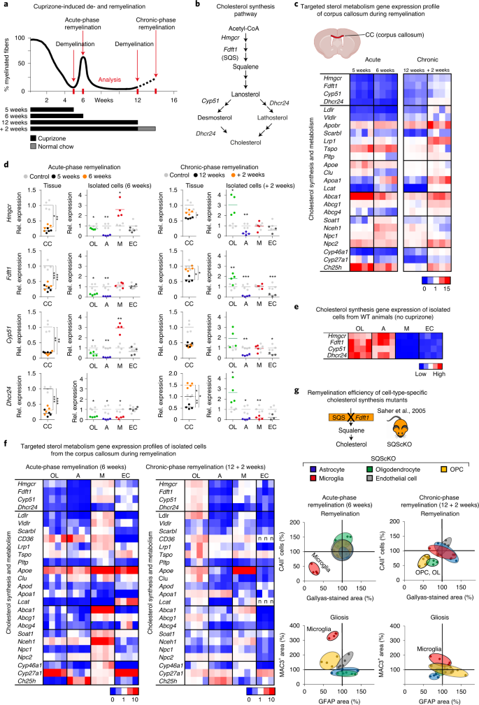 Microglia Facilitate Repair Of Demyelinated Lesions Via Post Squalene Sterol Synthesis Nature Neuroscience Microglia Facilitate Repair Of Demyelinated Lesions Via Post Squalene Sterol Synthesis Nature Neuroscience
