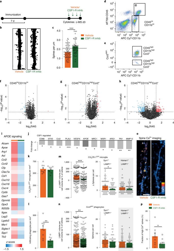 Phagocyte Mediated Synapse Removal In Cortical Neuroinflammation Is Promoted By Local Calcium Accumulation Nature Neuroscience