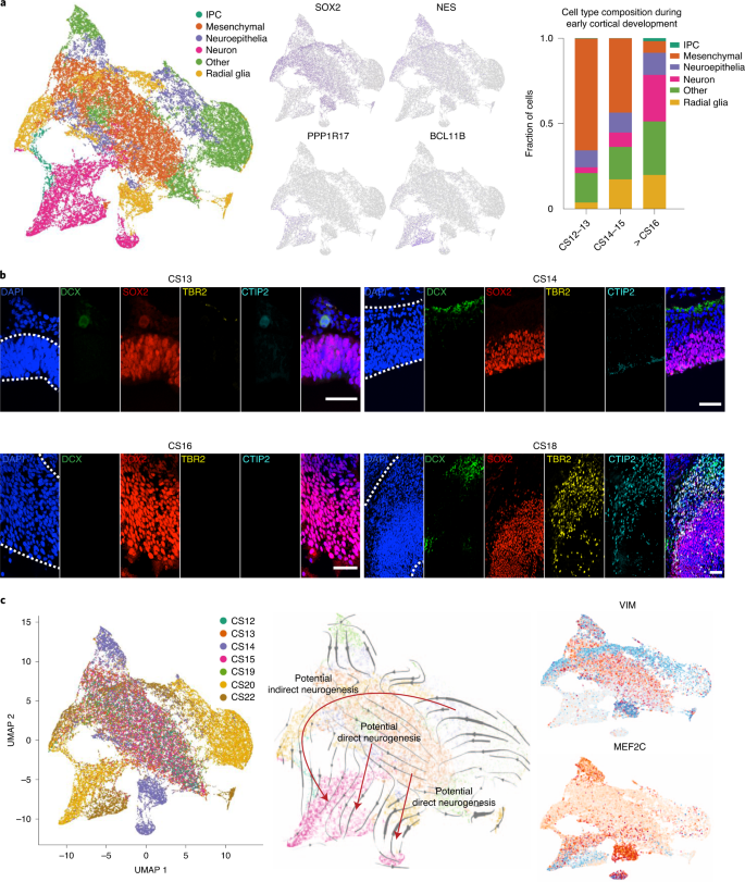 Single-cell atlas of early human brain development highlights heterogeneity  of human neuroepithelial cells and early radial glia | Nature Neuroscience