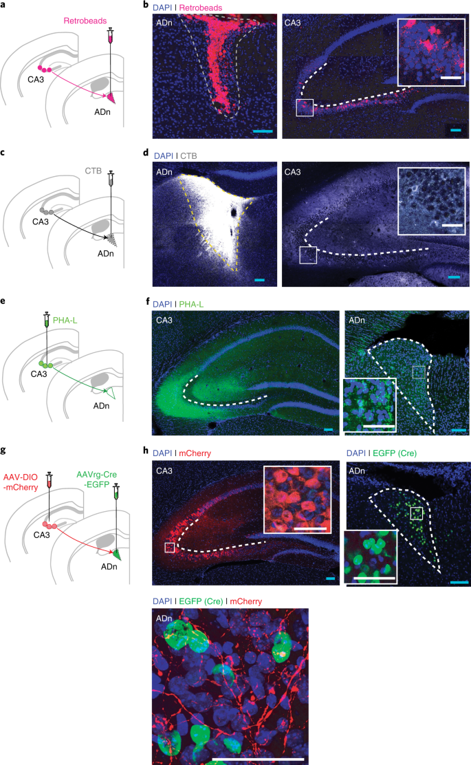 An Inhibitory Hippocampal Thalamic Pathway Modulates Remote Memory Retrieval Nature Neuroscience