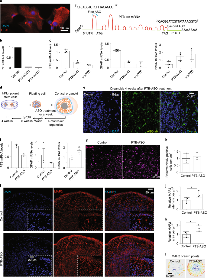 Therapeutically Viable Generation Of Neurons With Antisense Oligonucleotide Suppression Of Ptb Nature Neuroscience