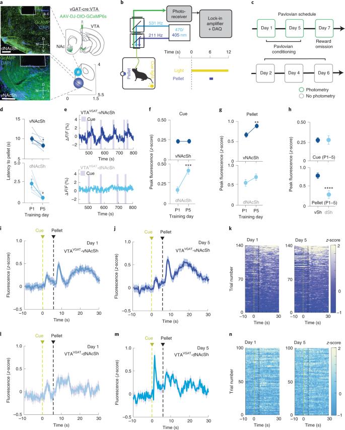 Ventral Tegmental Area Gabaergic Inhibition Of Cholinergic Interneurons In The Ventral Nucleus Accumbens Shell Promotes Reward Reinforcement Nature Neuroscience