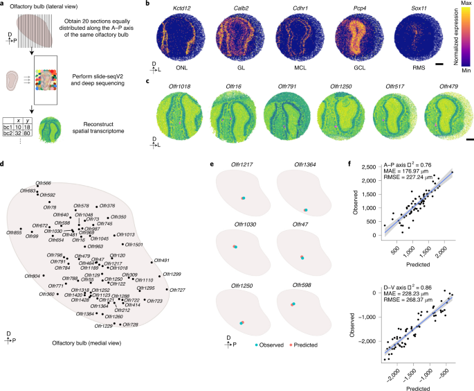 A Principal Odor Map Unifies Diverse Tasks in Human Olfactory Perception