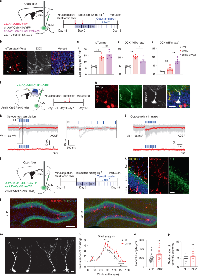 The effect of chronic lithium treatment on hippocampal progenitor cells:  Transcriptomic analysis and systems pharmacology - Jahandideh - 2023 -  Brain and Behavior - Wiley Online Library