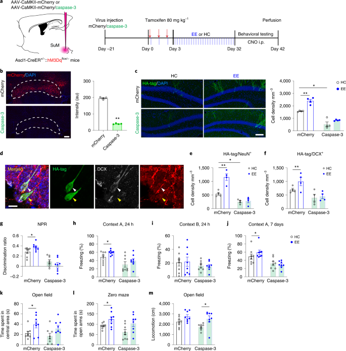 The effect of chronic lithium treatment on hippocampal progenitor cells:  Transcriptomic analysis and systems pharmacology - Jahandideh - 2023 -  Brain and Behavior - Wiley Online Library