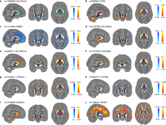 Fig. 6: Voxel-wise association maps of top genetic variants of 10 genetic clusters with χ maps aligned in MNI space.