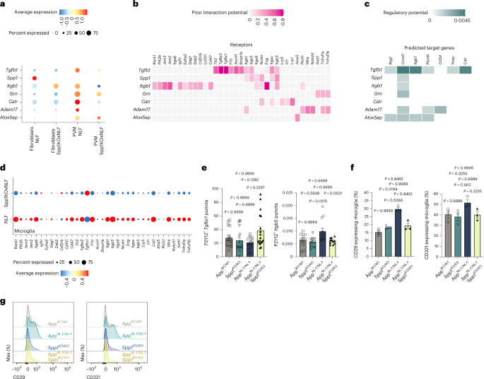Fig. 5: Spp1 regulates perivascular–microglial interaction networks.