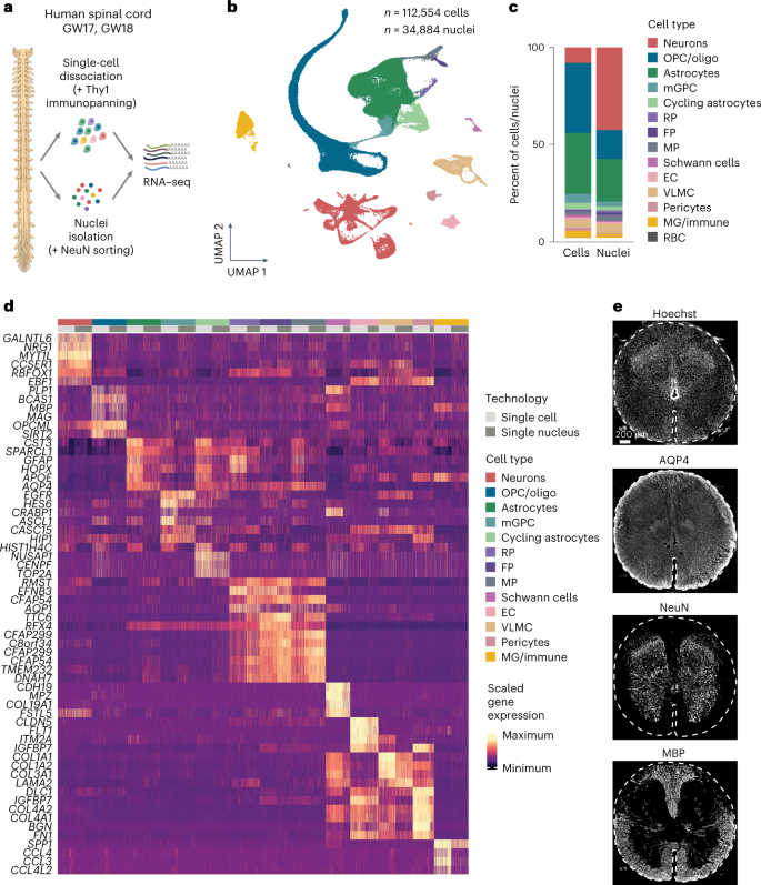 Single-cell transcriptomic landscape of the developing human spinal cord |  Nature Neuroscience
