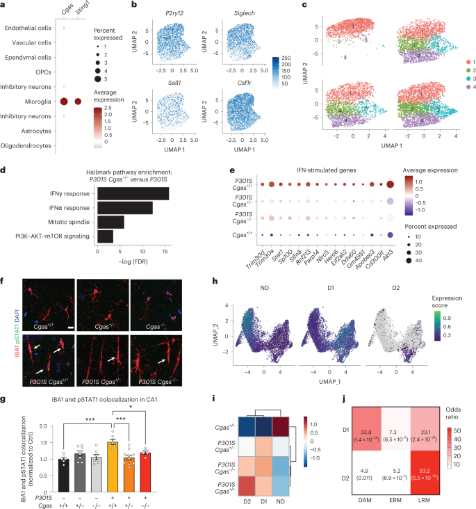 Fig. 3: cGAS promotes a tauopathy-associated microglial IFN signature distinct from DAMs.