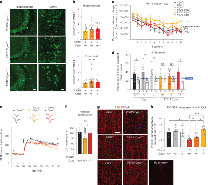 Fig. 4: Loss of cGAS rescues tauopathy-induced hippocampal synapse loss, synaptic plasticity and memory deficits without affecting tau load.