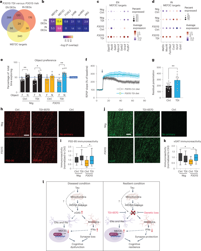Fig. 7: A brain-permeable cGAS inhibitor enhances the MEF2C network and protects against synapse loss and cognitive deficits in mice with tauopathy.