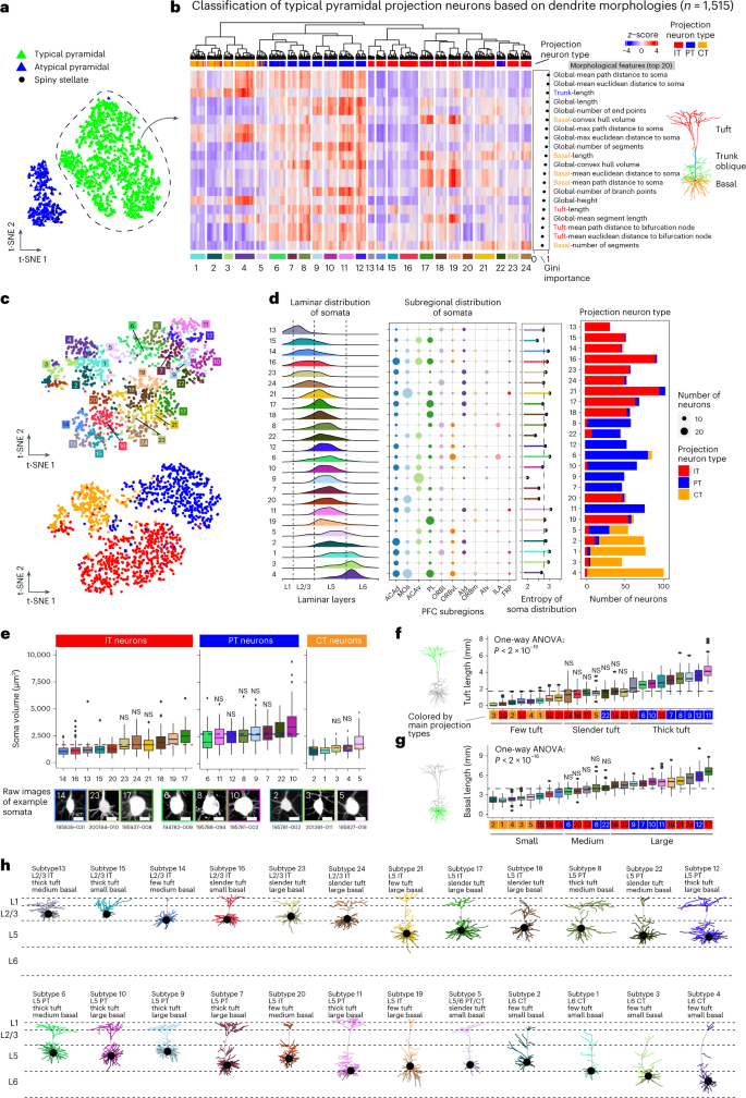Single-neuron analysis of dendrites and axons reveals the network  organization in mouse prefrontal cortex | Nature Neuroscience
