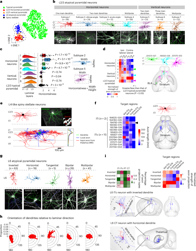 Single-neuron analysis of dendrites and axons reveals the network  organization in mouse prefrontal cortex | Nature Neuroscience