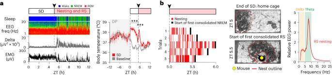 マウスの特殊な脳配線によって制御される寝る準備(Getting ready for bed controlled by specific brain wiring in mice)