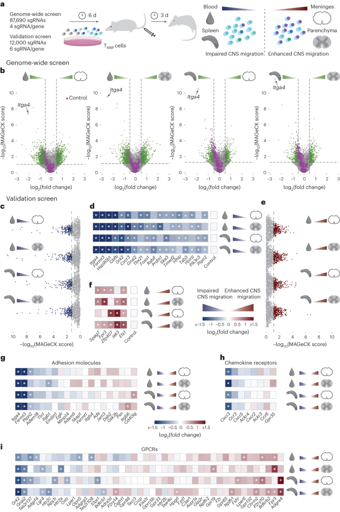 多発性硬化症病変の発生に関与する重要な制御因子を発見(Identified: key regulators involved in genesis of multiple sclerosis lesions)
