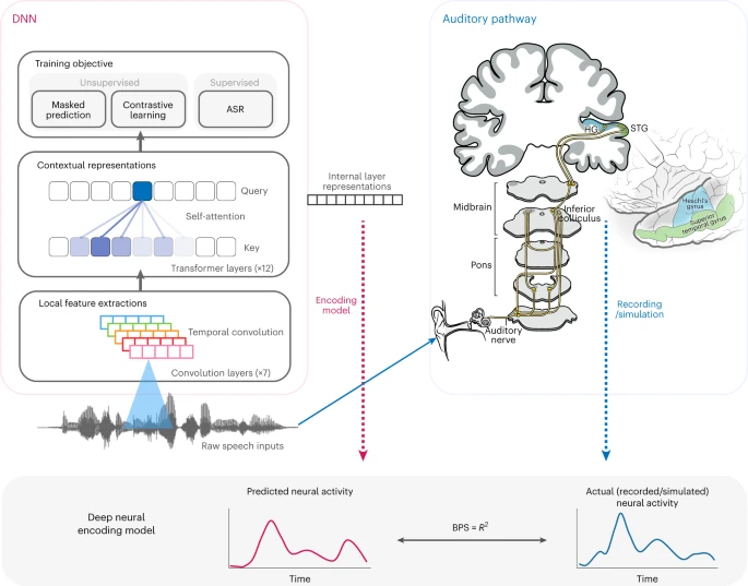 Fig. 1: Overall framework for comparing representations in DNNs and the auditory pathway.