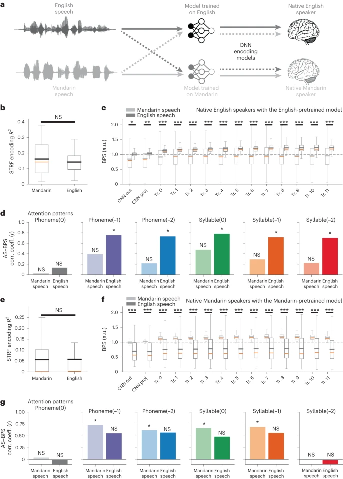 Fig. 5: Cross-language encoding comparisons reveal language-specific representations and computations aligned between the DNN and the STG.