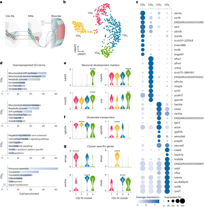 Molecular blueprints for spinal circuit modules controlling locomotor speed  in zebrafish