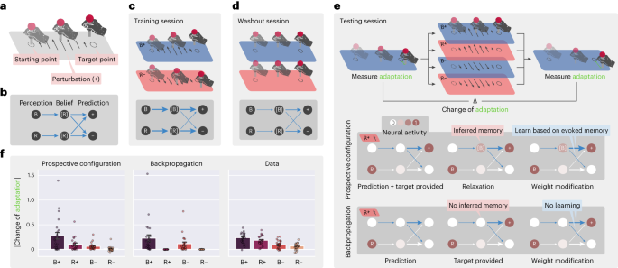 Fig. 5: Prospective configuration explains contextual inference in human sensorimotor learning.